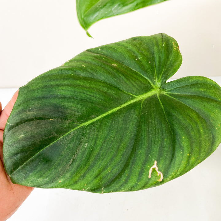 B-Ware Pflanzen Foliage Dreams