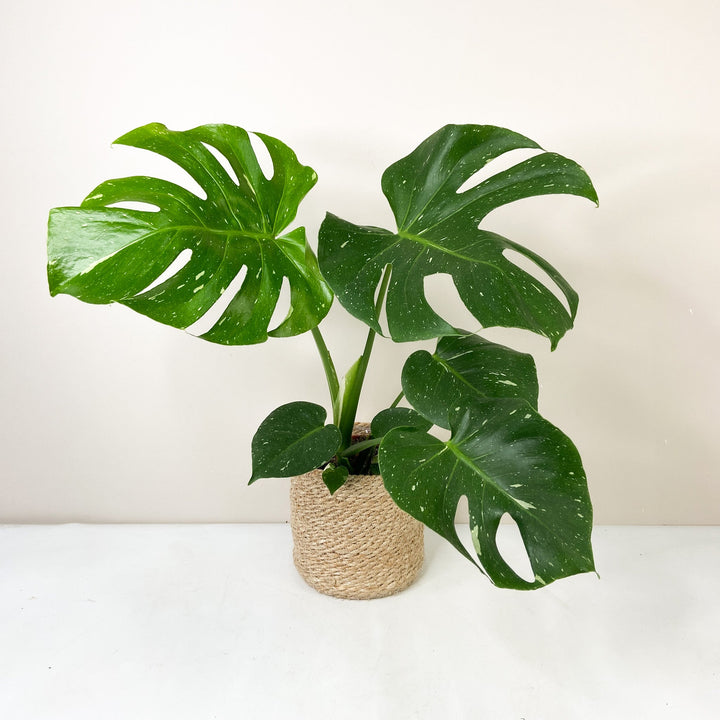 B-Ware Pflanzen M. Thai Constellation - L Foliage Dreams
