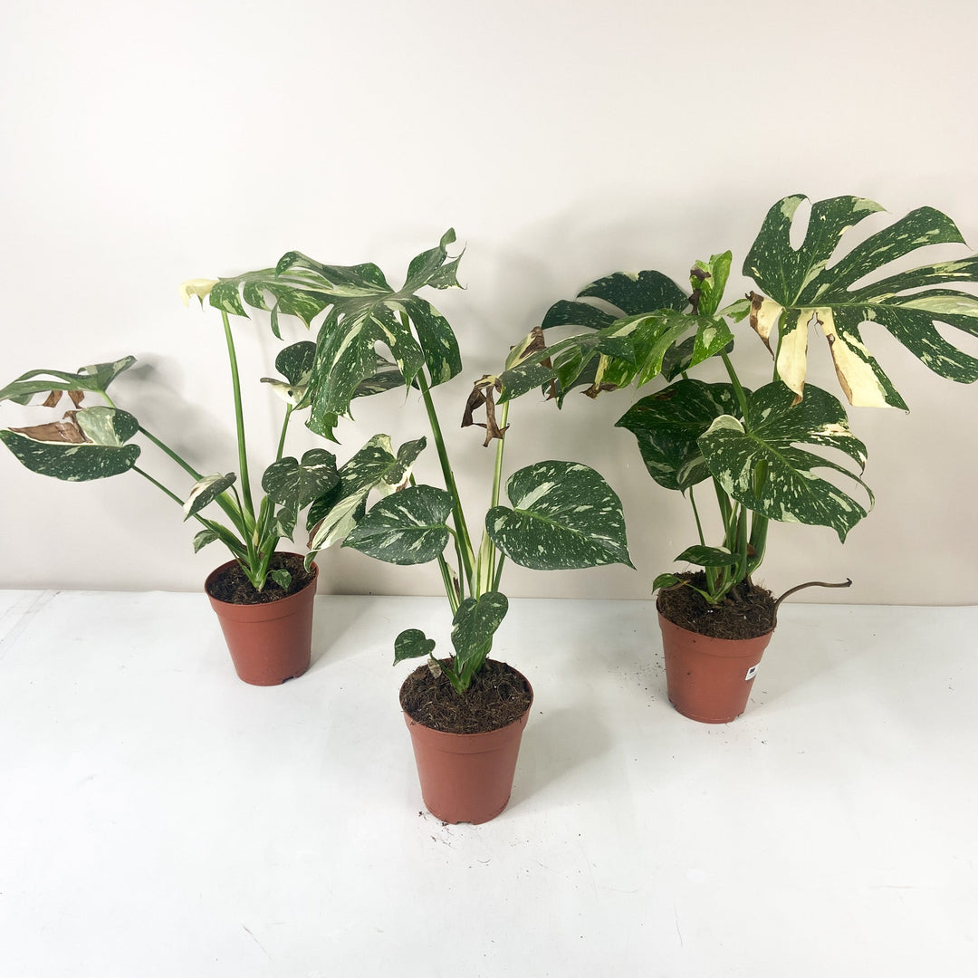 B-Ware Sale Foliage Dreams