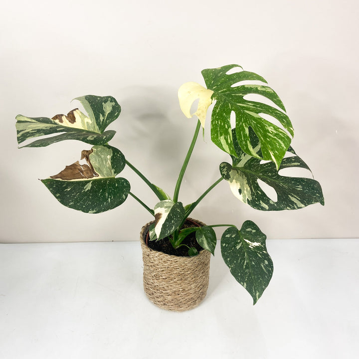 B-Ware Sale Foliage Dreams