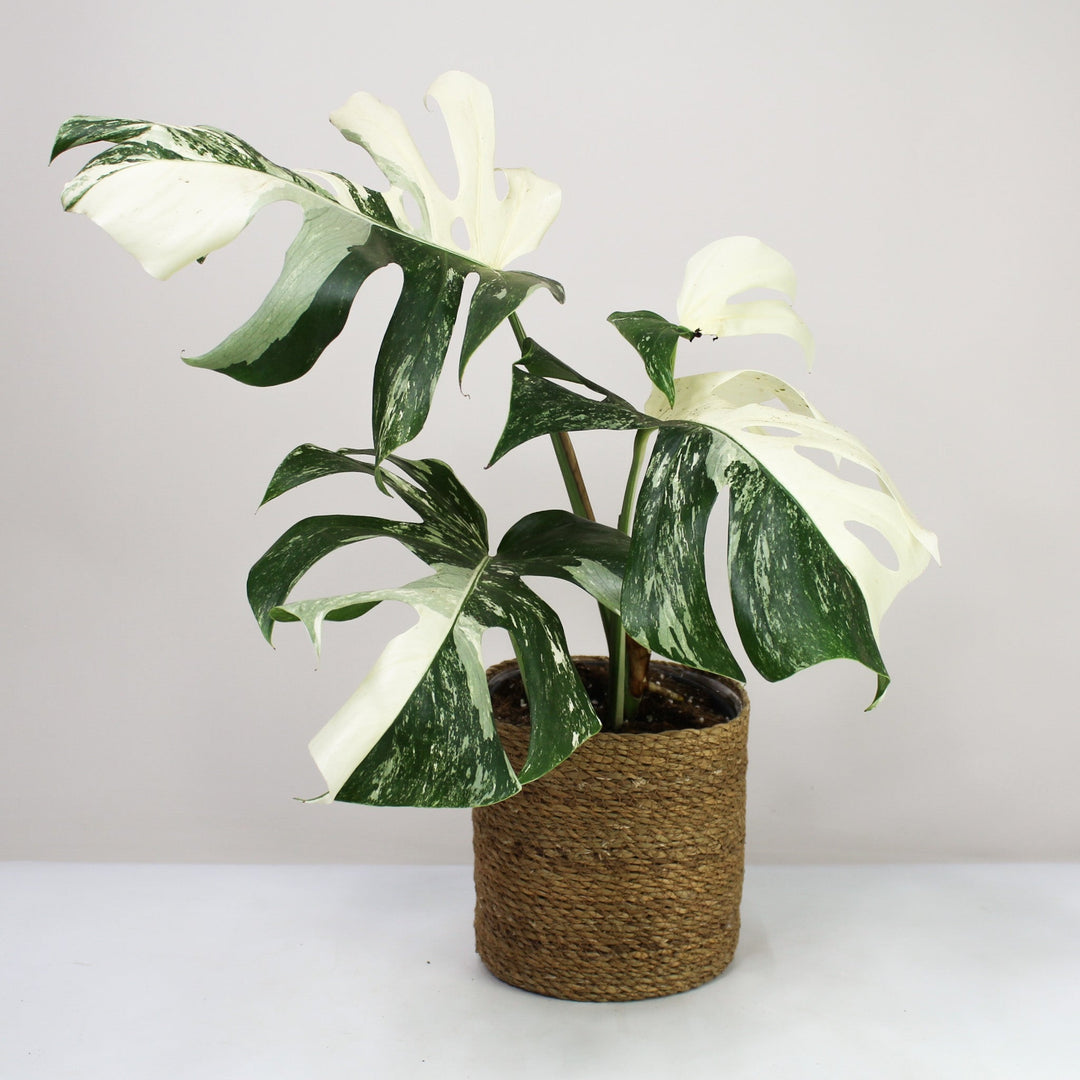 B-Ware Sale Foliage Dreams