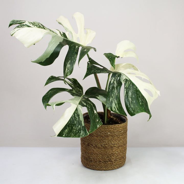 B-Ware Sale Foliage Dreams