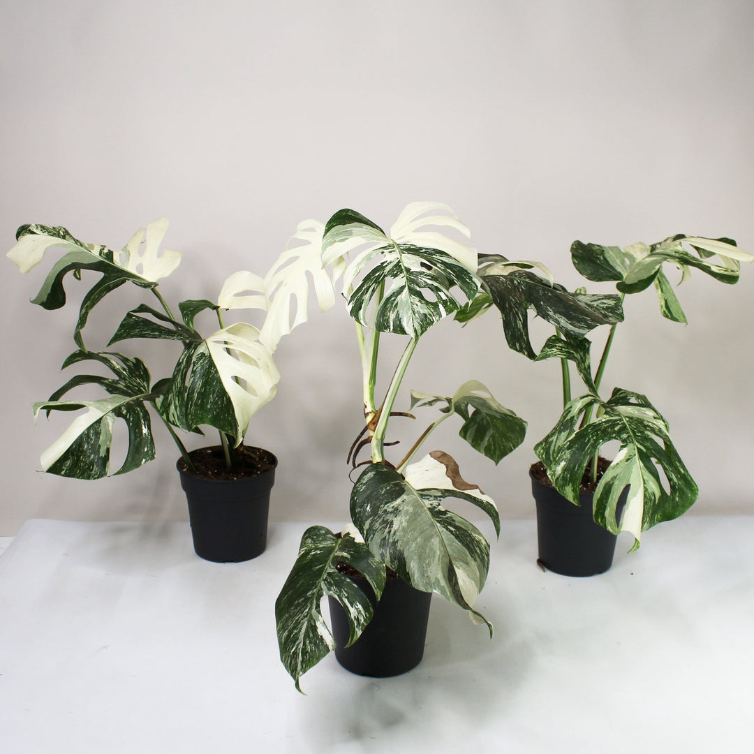 B-Ware Sale Foliage Dreams