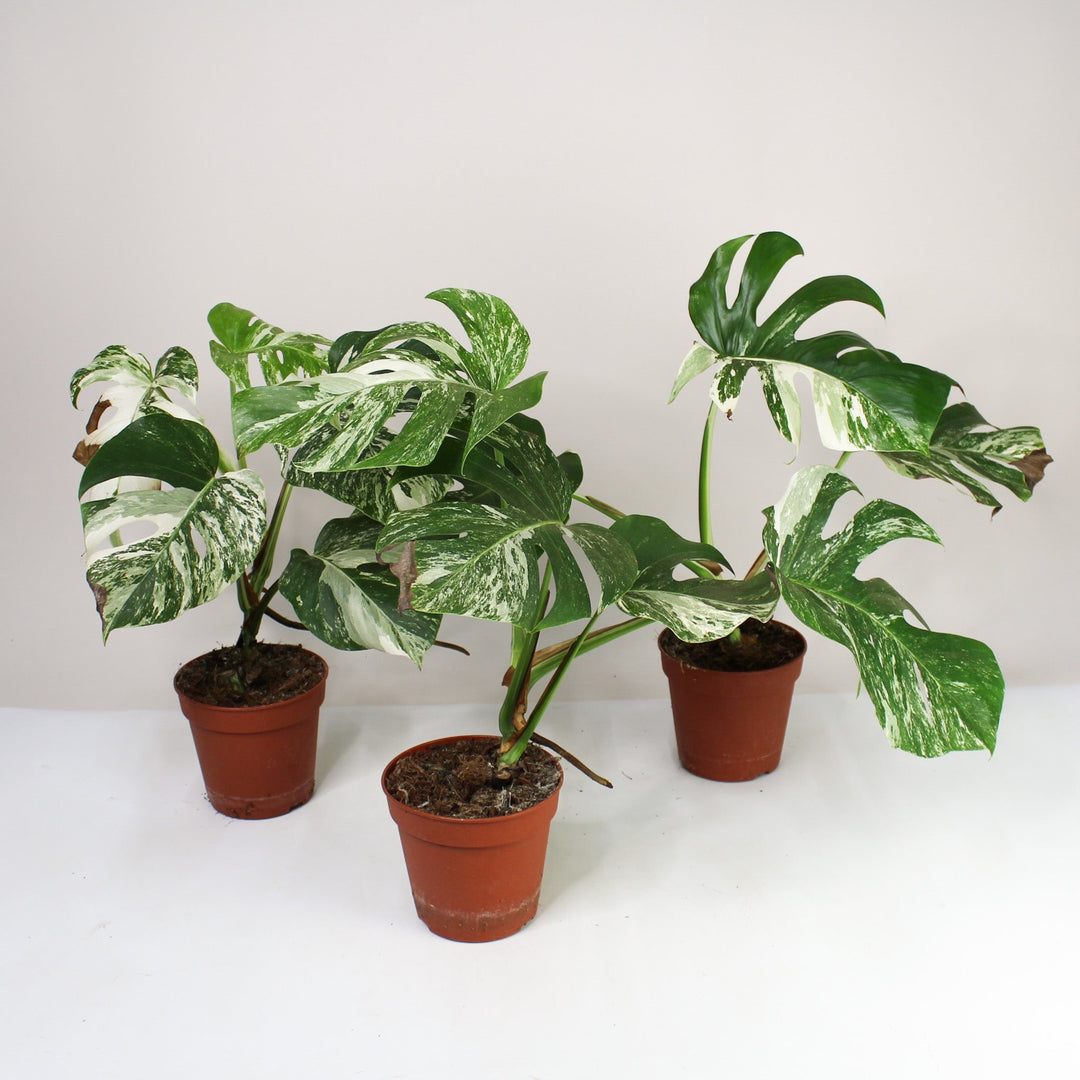B-Ware Sale Foliage Dreams