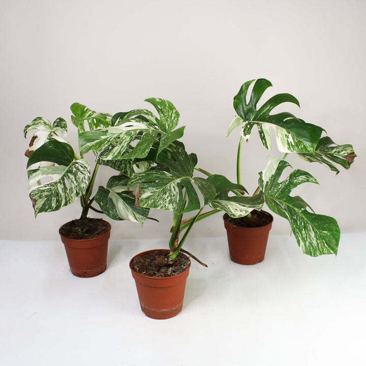 B-Ware Sale Foliage Dreams