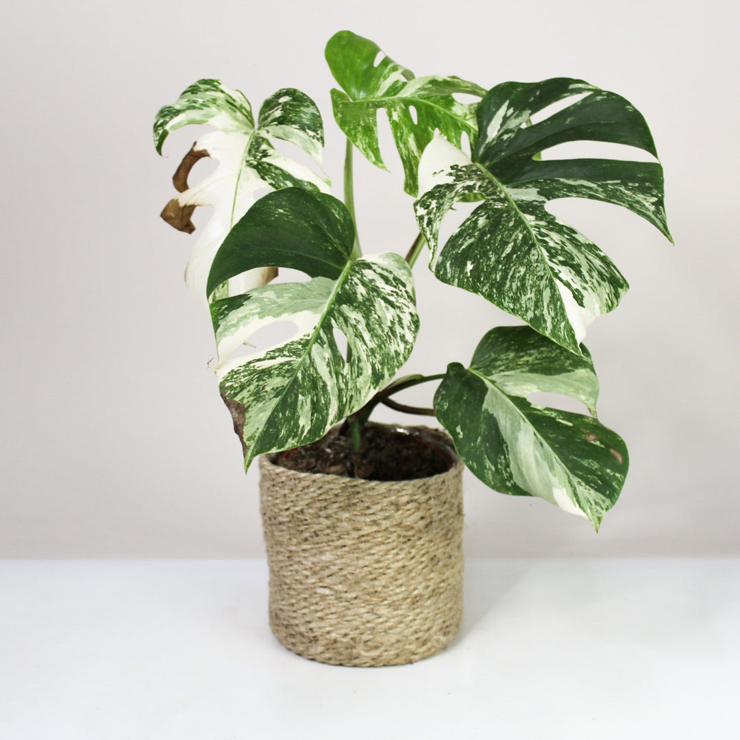 B-Ware Sale Foliage Dreams