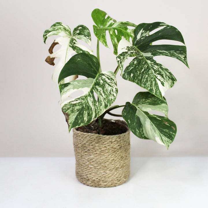 B-Ware Sale Foliage Dreams