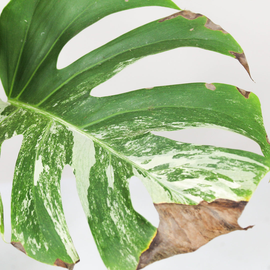 B-Ware Sale Foliage Dreams