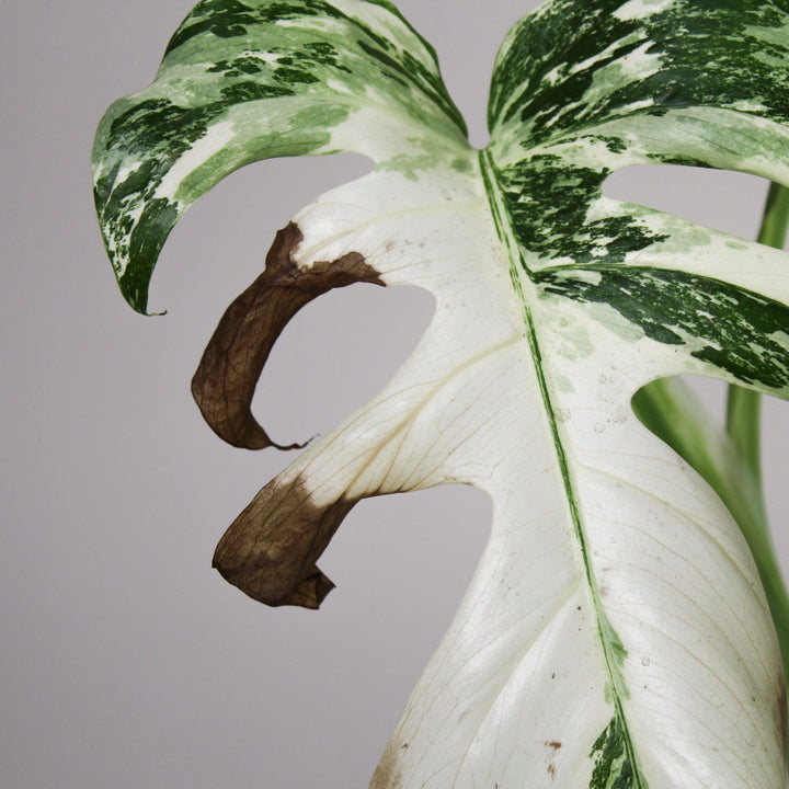 B-Ware Sale Foliage Dreams