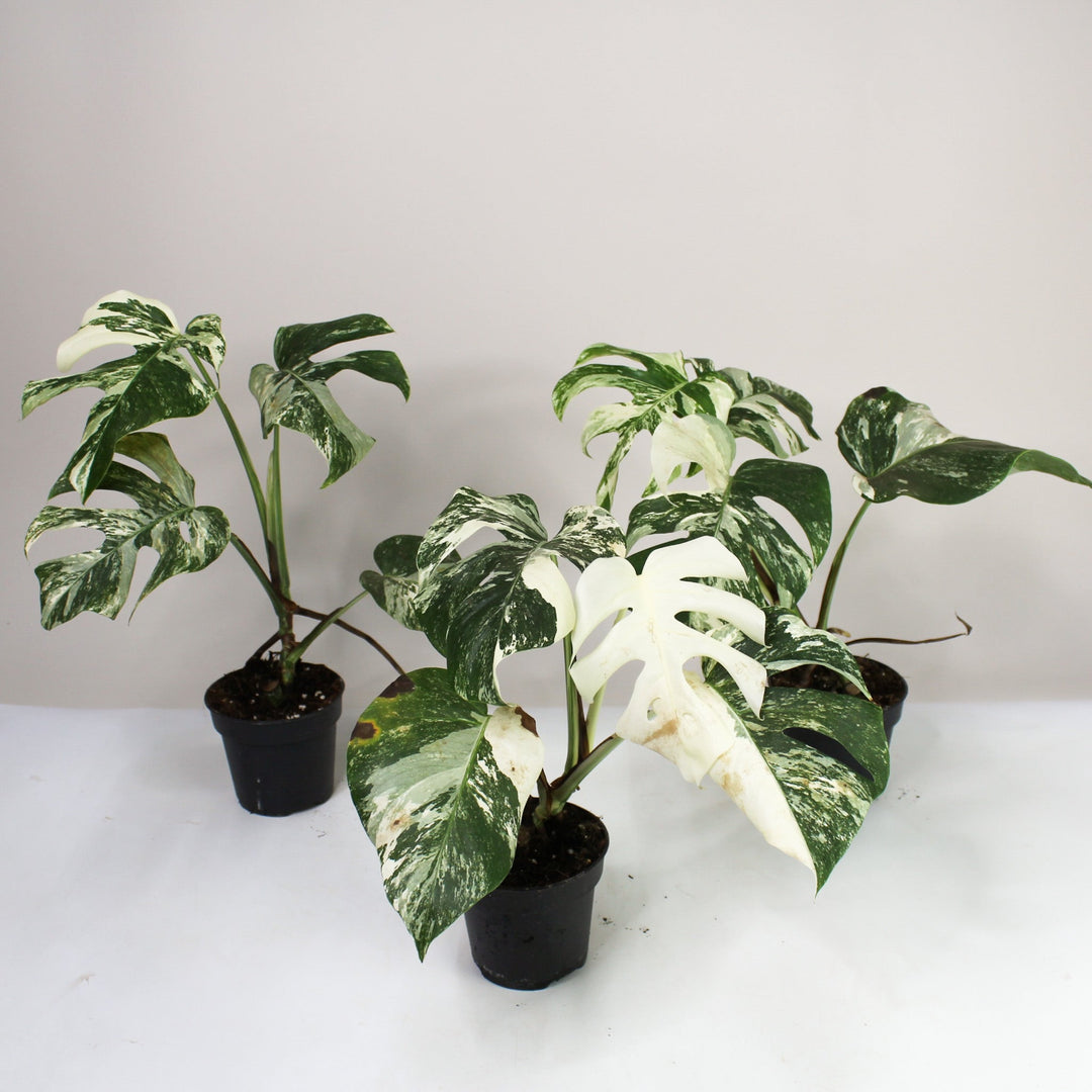 B-Ware Sale Foliage Dreams