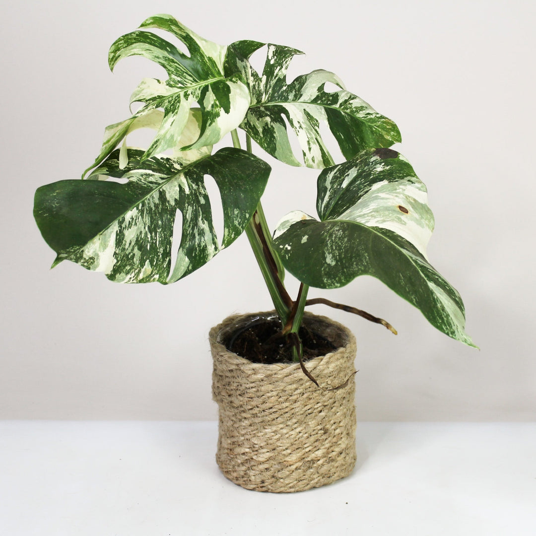 B-Ware Sale Foliage Dreams