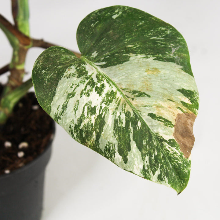 B-Ware Sale Foliage Dreams