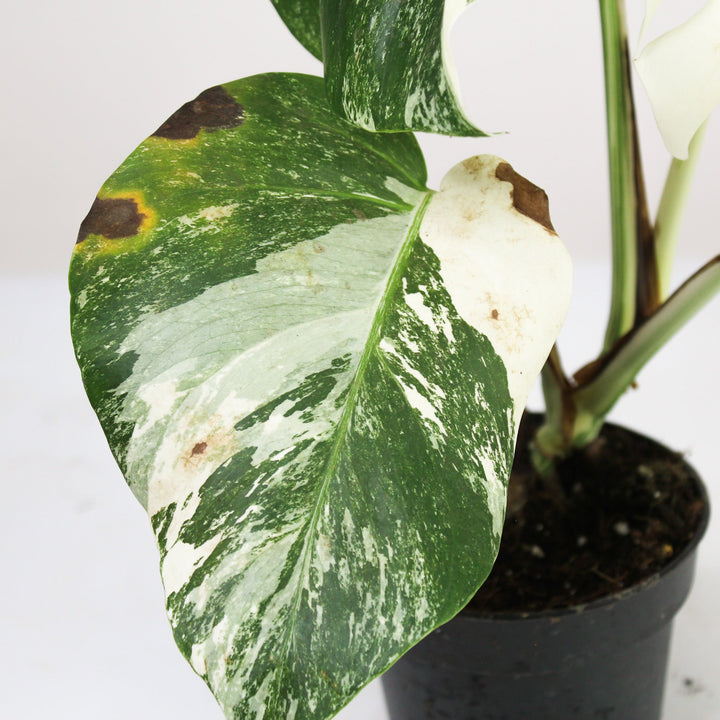 B-Ware Sale Foliage Dreams