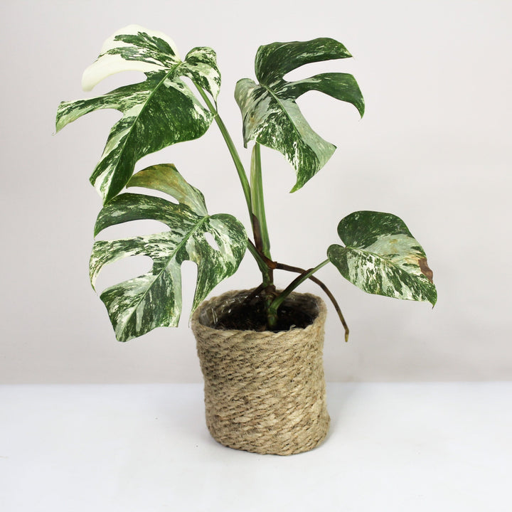B-Ware Sale Foliage Dreams