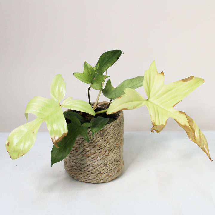 B-Ware Sale Foliage Dreams
