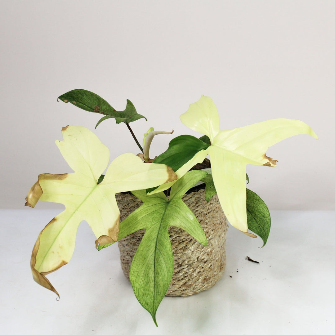 B-Ware Sale Foliage Dreams