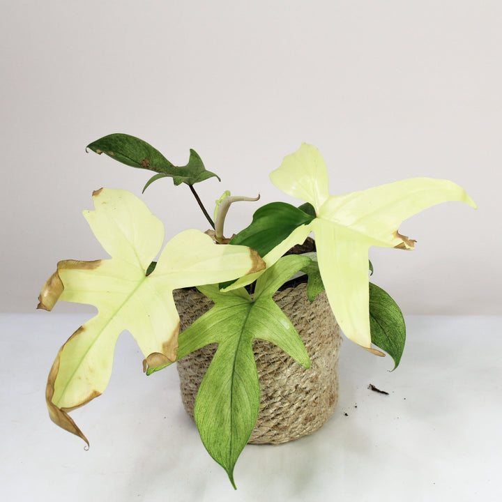 B-Ware Sale Foliage Dreams