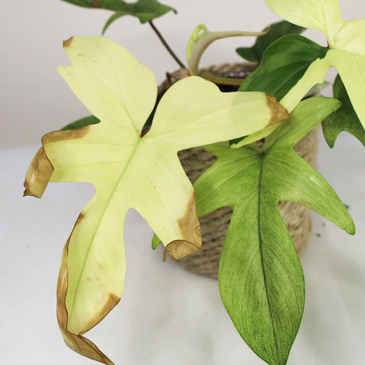 B-Ware Sale Foliage Dreams
