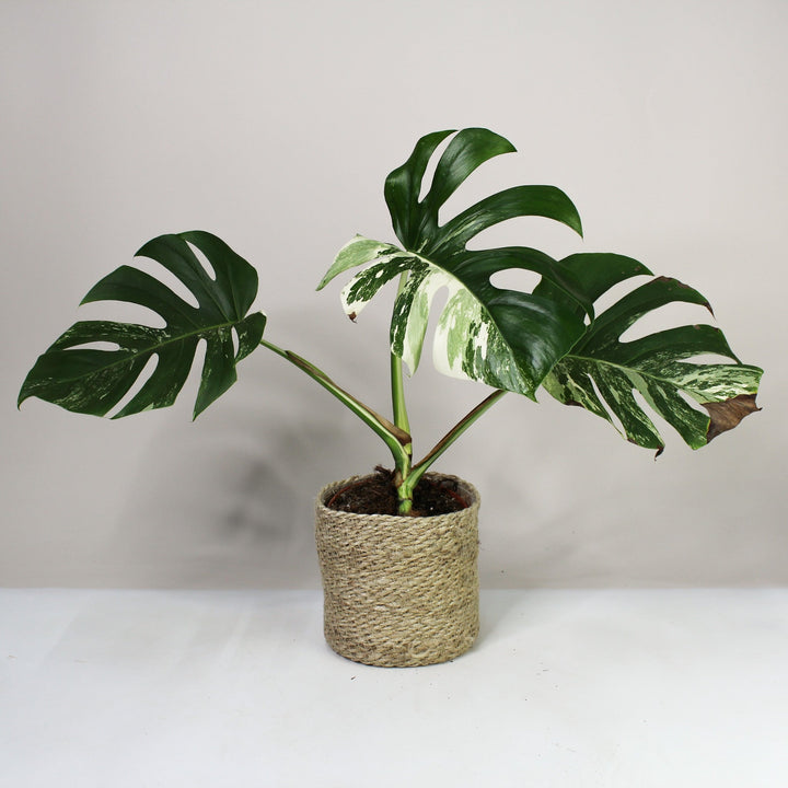 B-Ware Sale Foliage Dreams