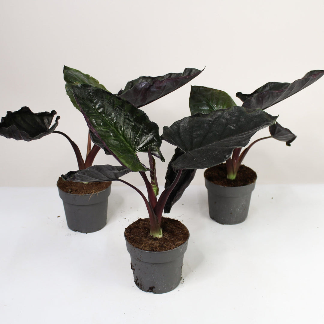 B-Ware Sale Foliage Dreams