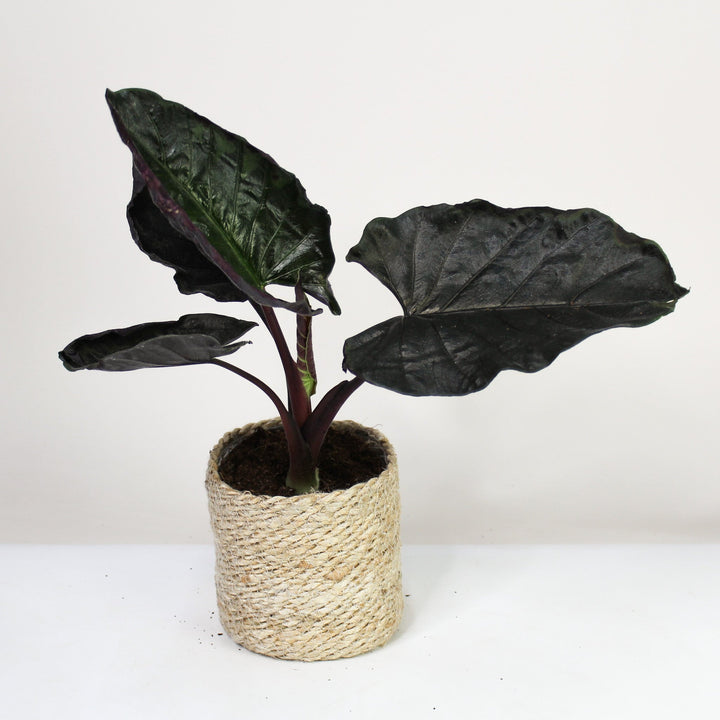 B-Ware Sale Foliage Dreams