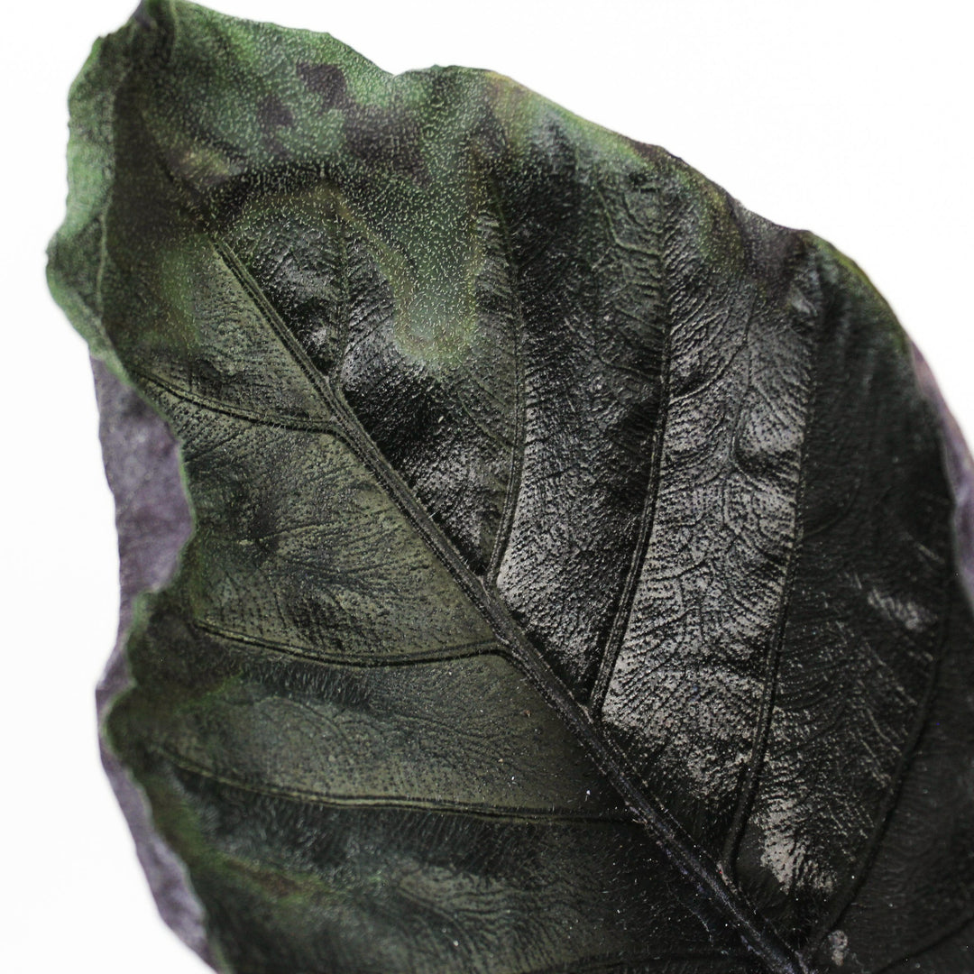 B-Ware Sale Foliage Dreams