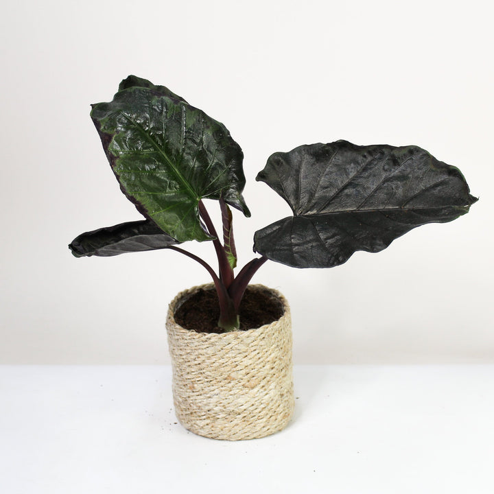 B-Ware Sale Foliage Dreams