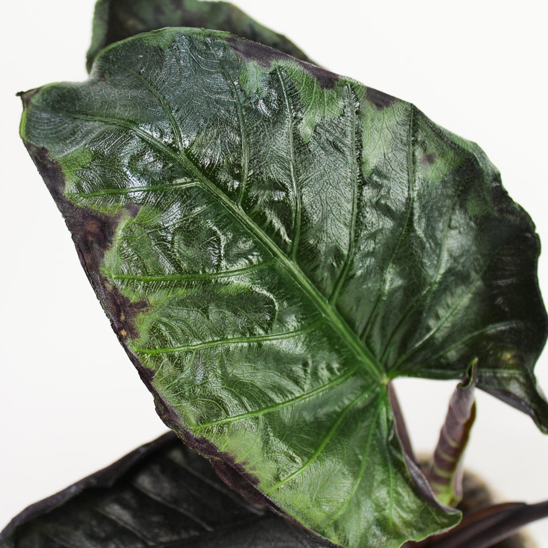 B-Ware Sale Foliage Dreams