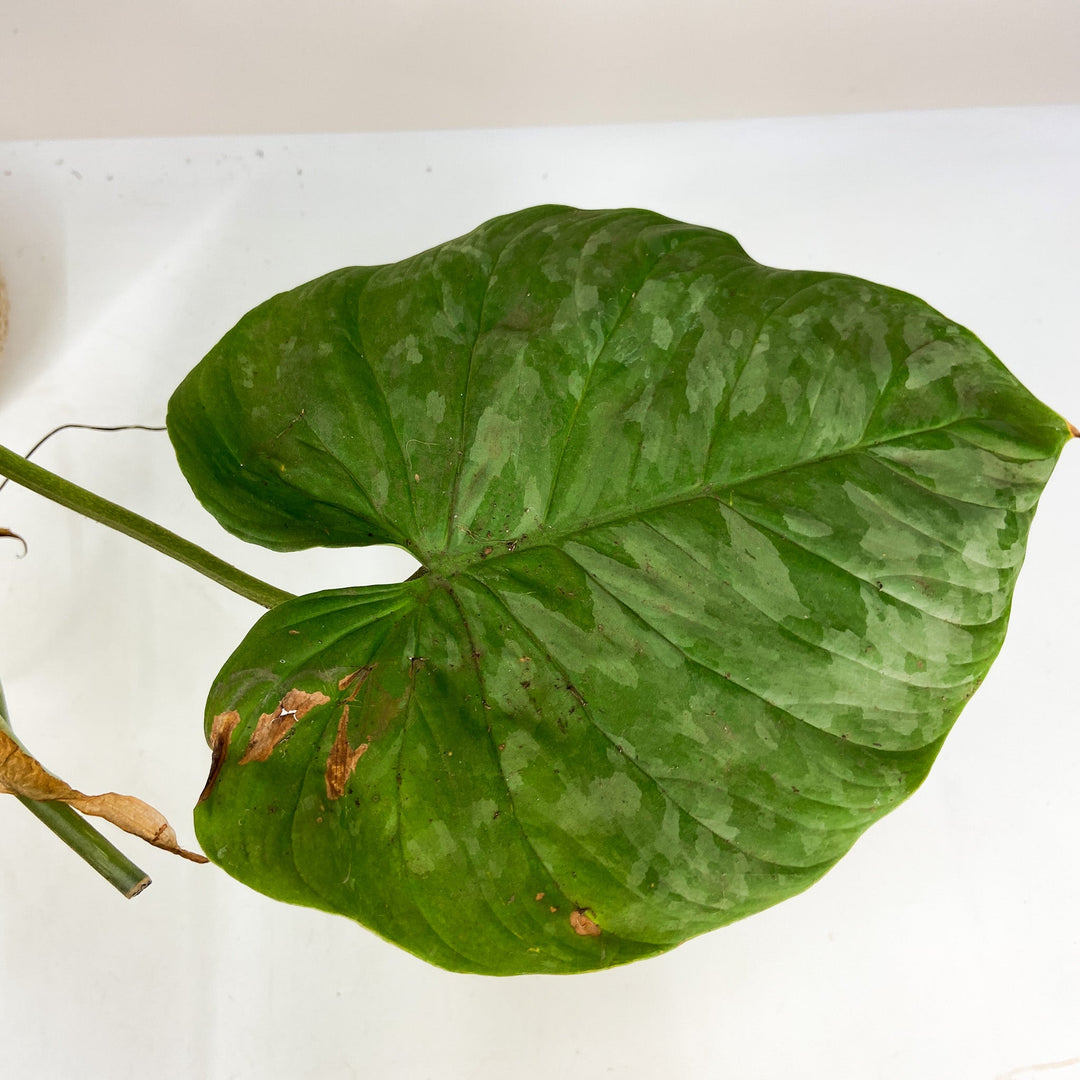 B-Ware Sale Foliage Dreams