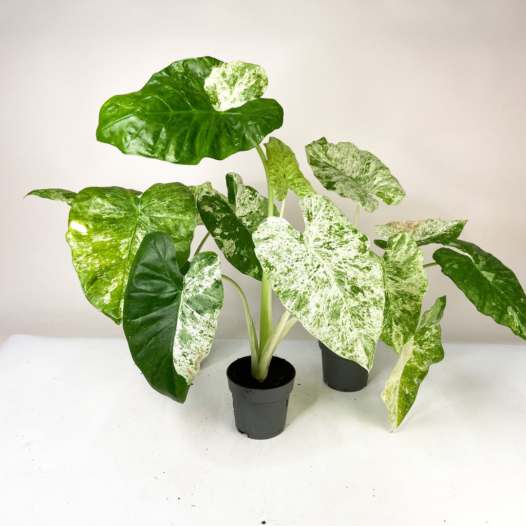 B-Ware Sale Foliage Dreams