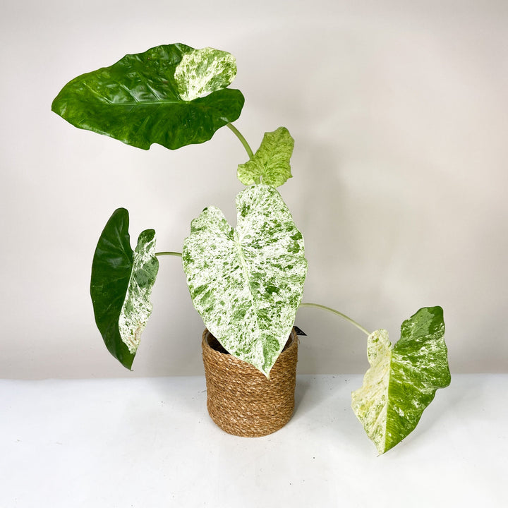 B-Ware Sale Foliage Dreams