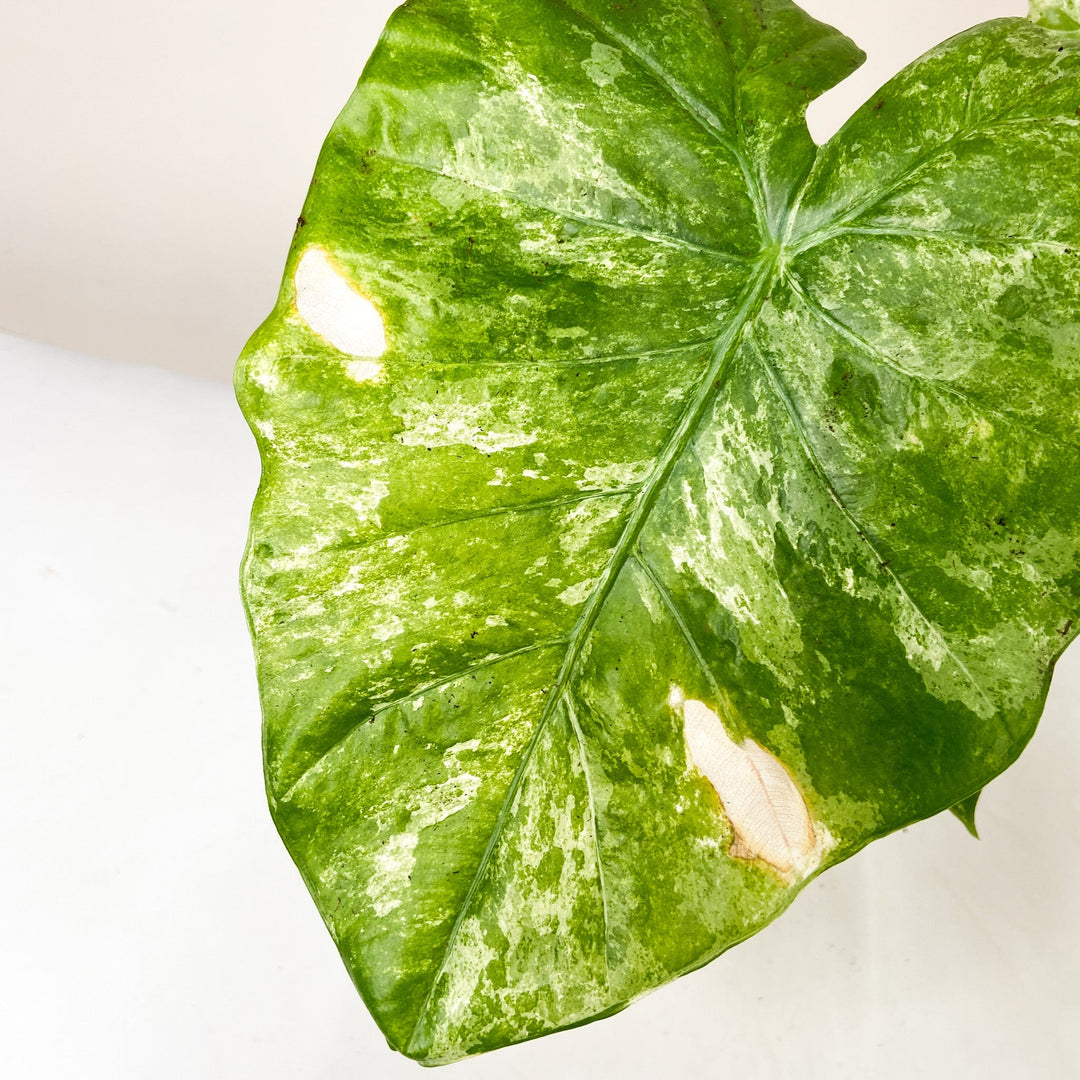 B-Ware Sale Foliage Dreams