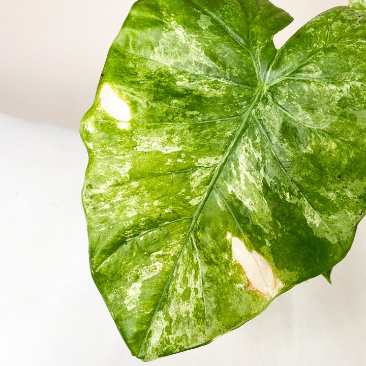 B-Ware Sale Foliage Dreams