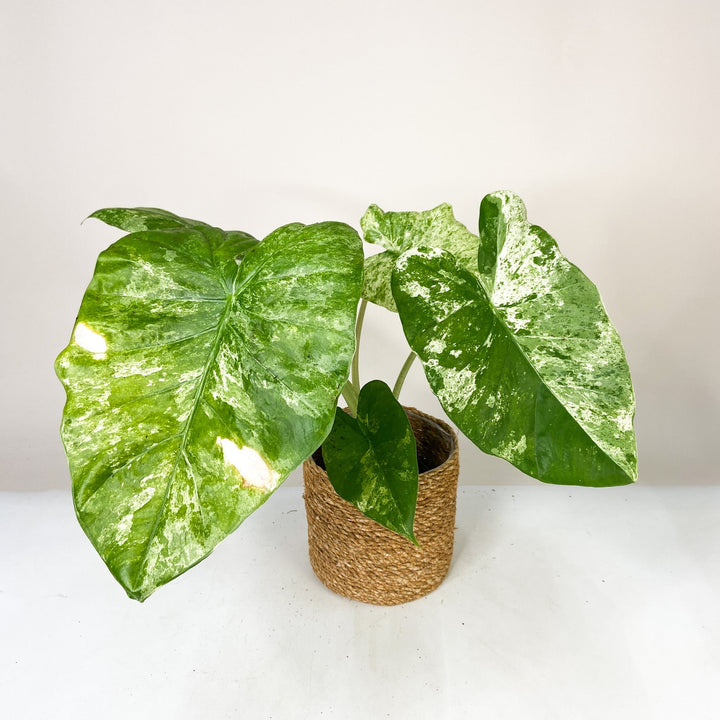 B-Ware Sale Foliage Dreams