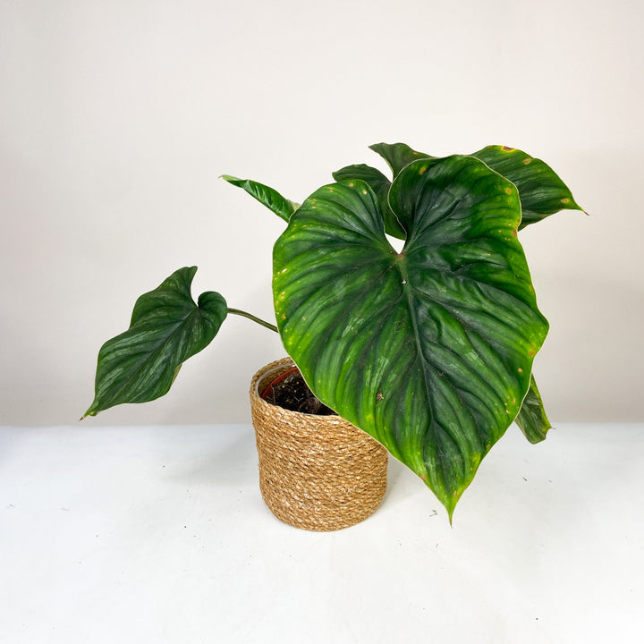 B-Ware Sale Foliage Dreams