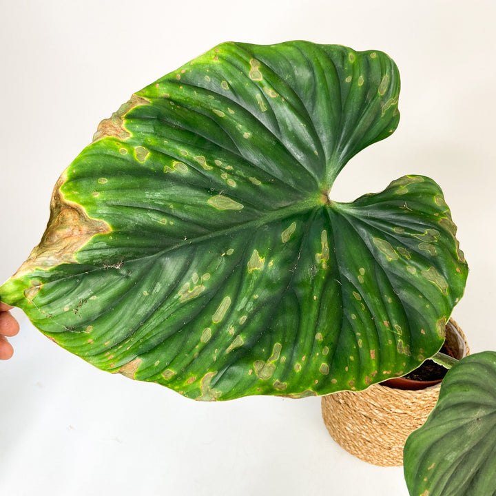 B-Ware Sale Foliage Dreams