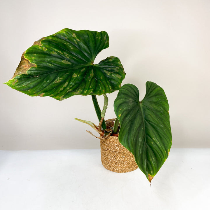 B-Ware Sale Foliage Dreams