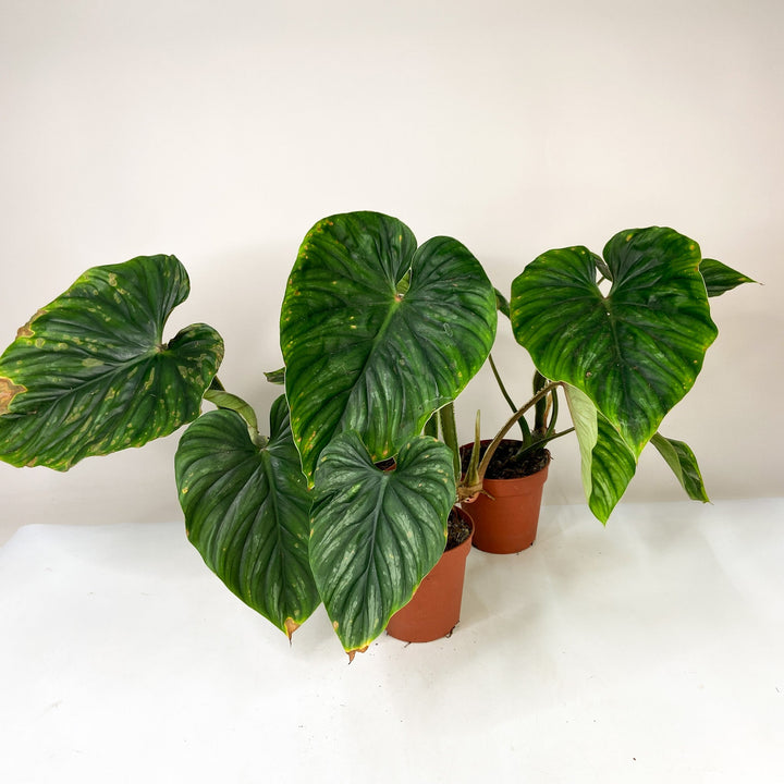 B-Ware Sale Foliage Dreams