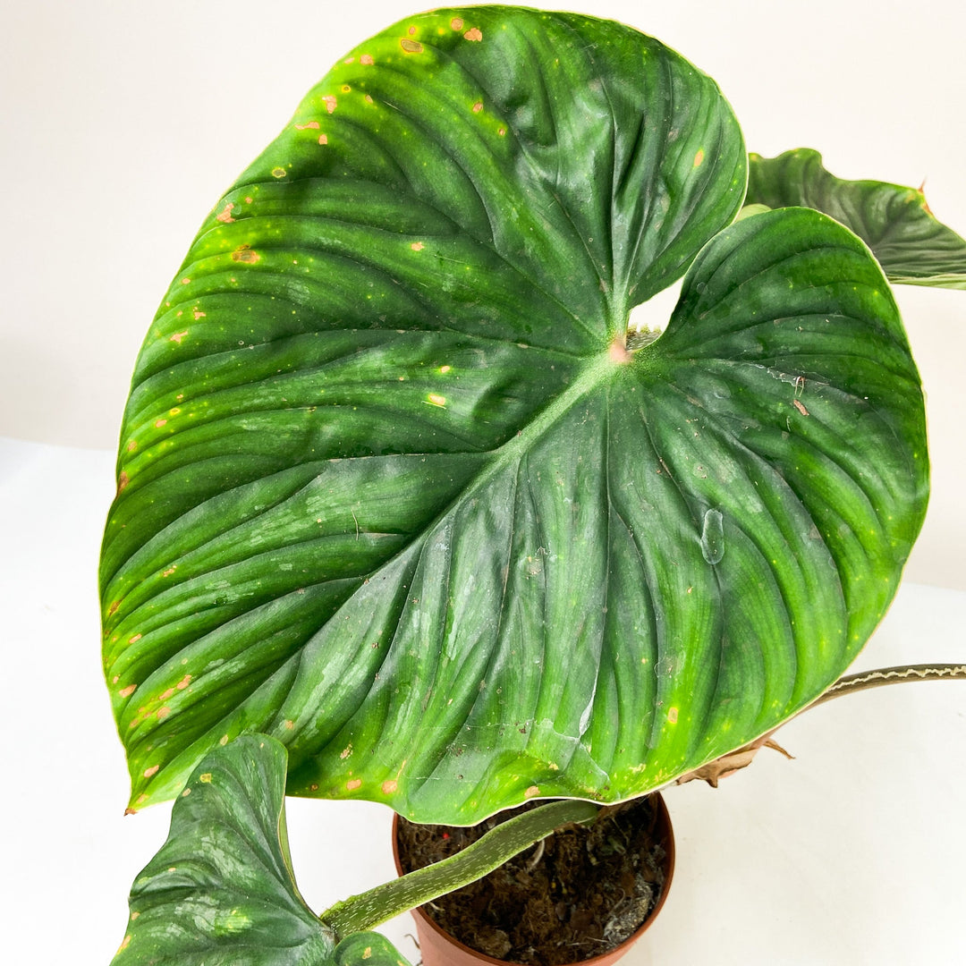 B-Ware Sale Foliage Dreams