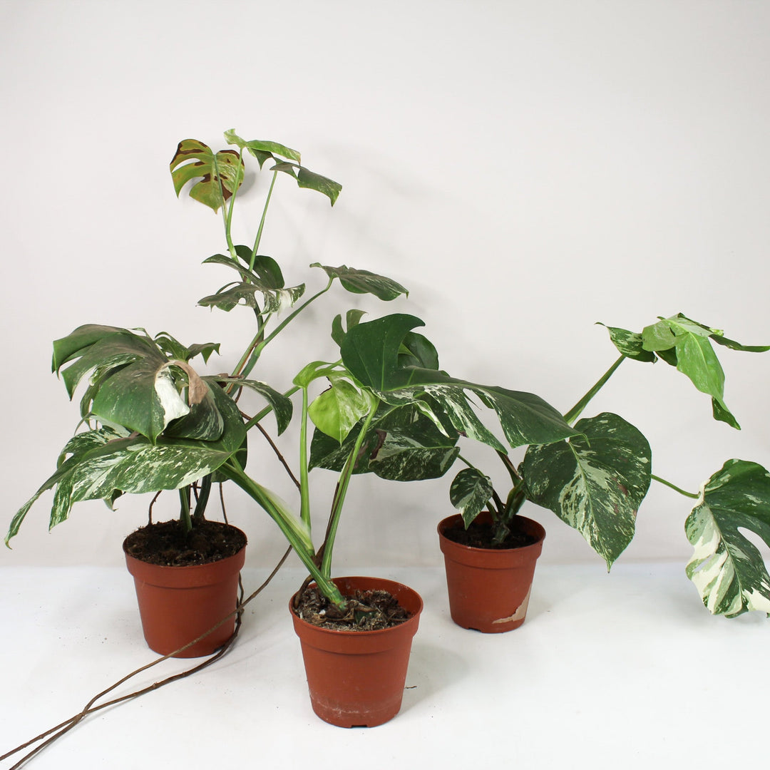 B-Ware Sale Foliage Dreams
