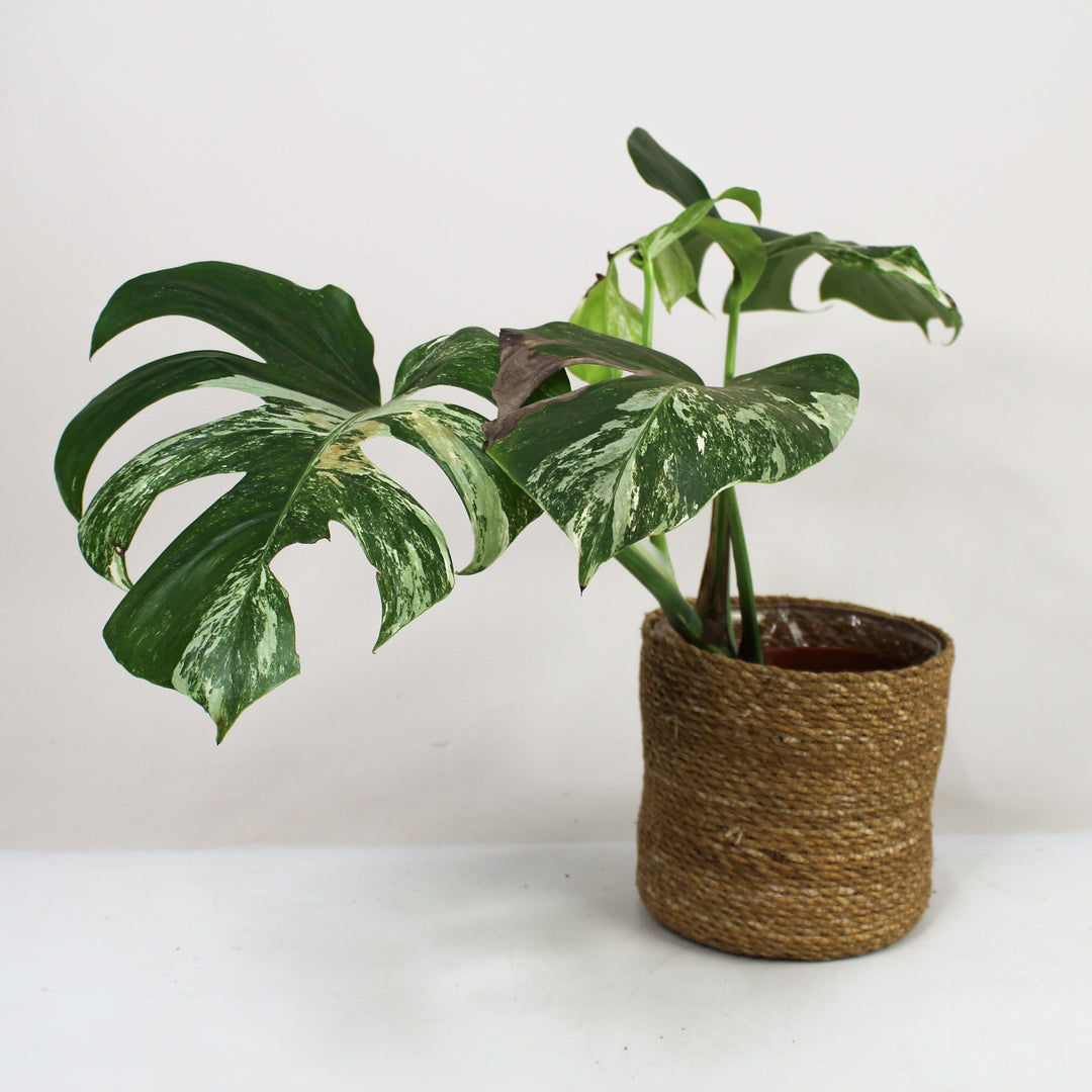 B-Ware Sale Foliage Dreams