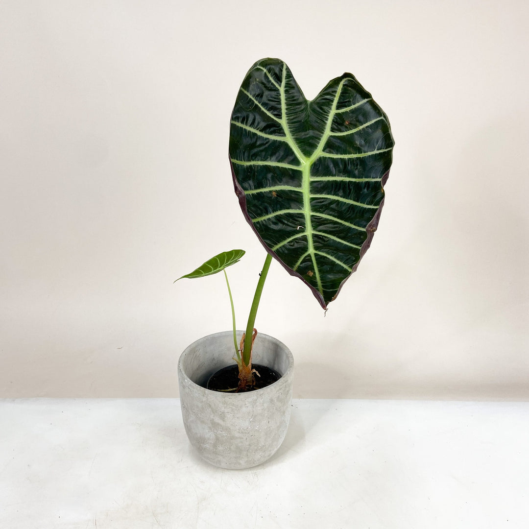 B-Ware Sale Foliage Dreams