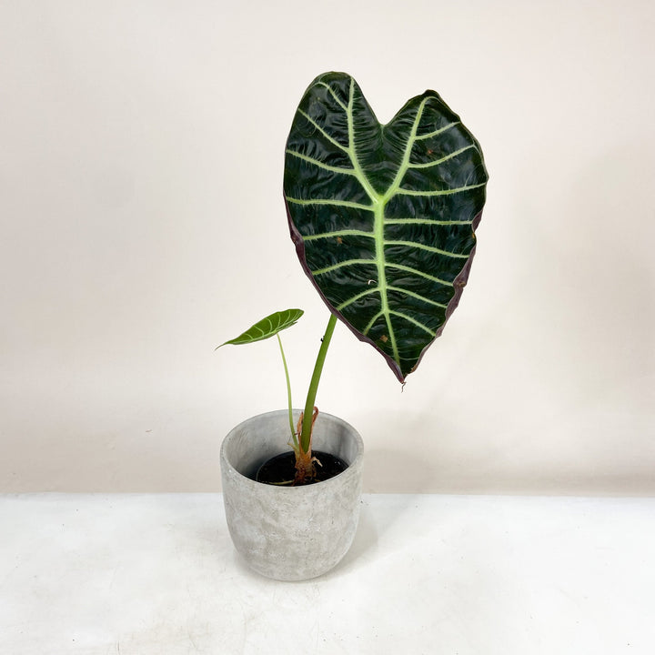 B-Ware Sale Foliage Dreams