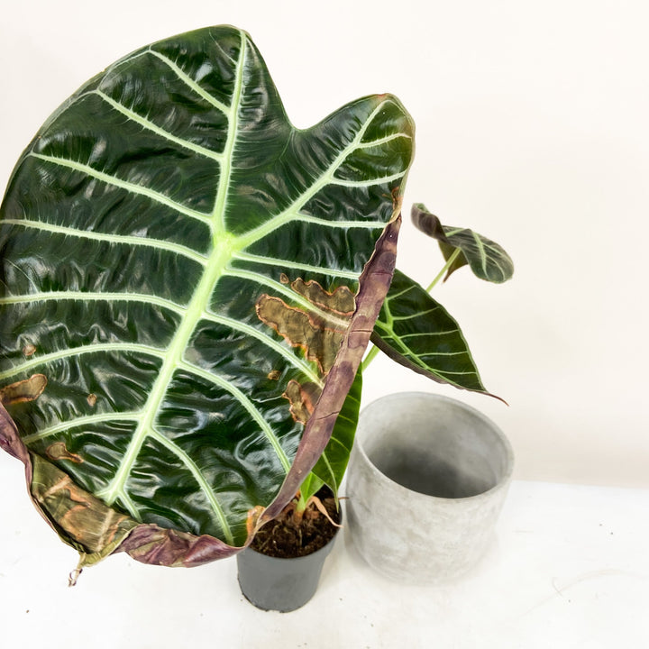 B-Ware Sale Foliage Dreams