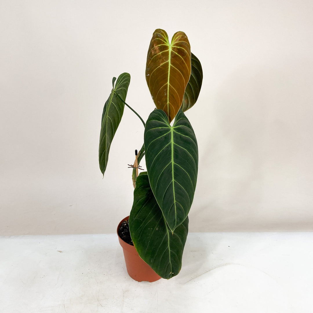 B-Ware Sale Foliage Dreams