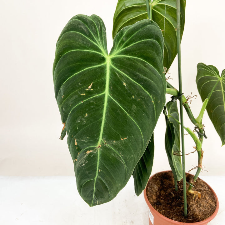 B-Ware Sale Foliage Dreams
