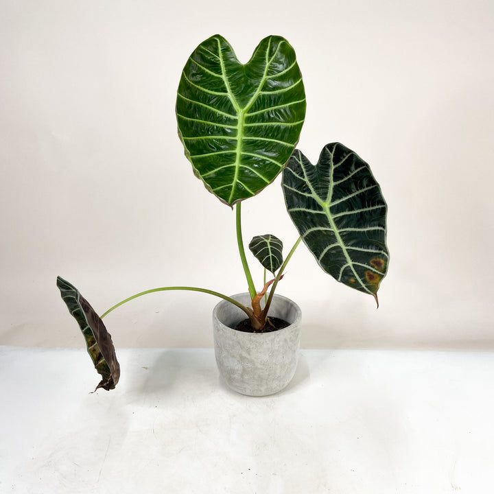 B-Ware Sale Foliage Dreams