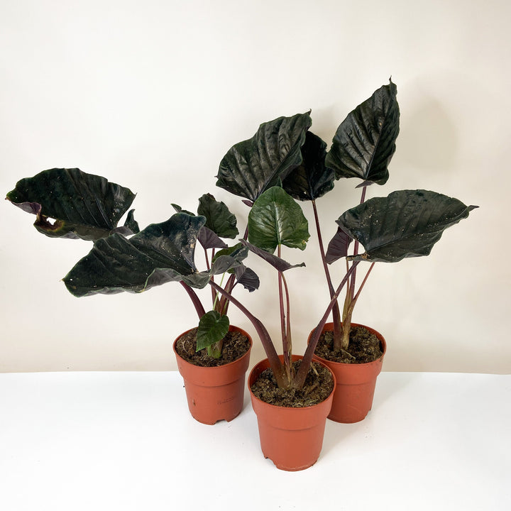 B-Ware Sale Foliage Dreams