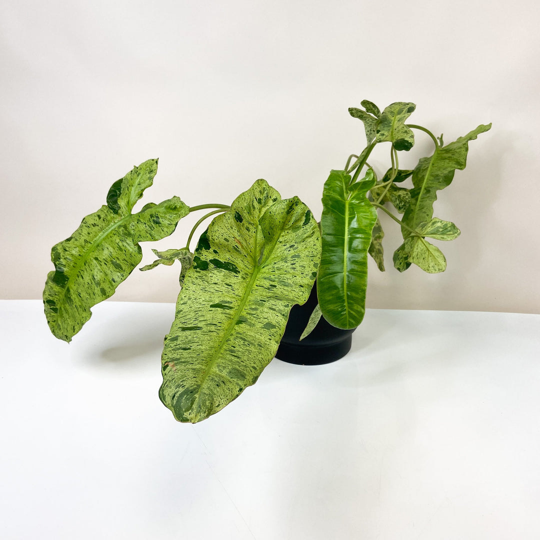B-Ware Sale Foliage Dreams