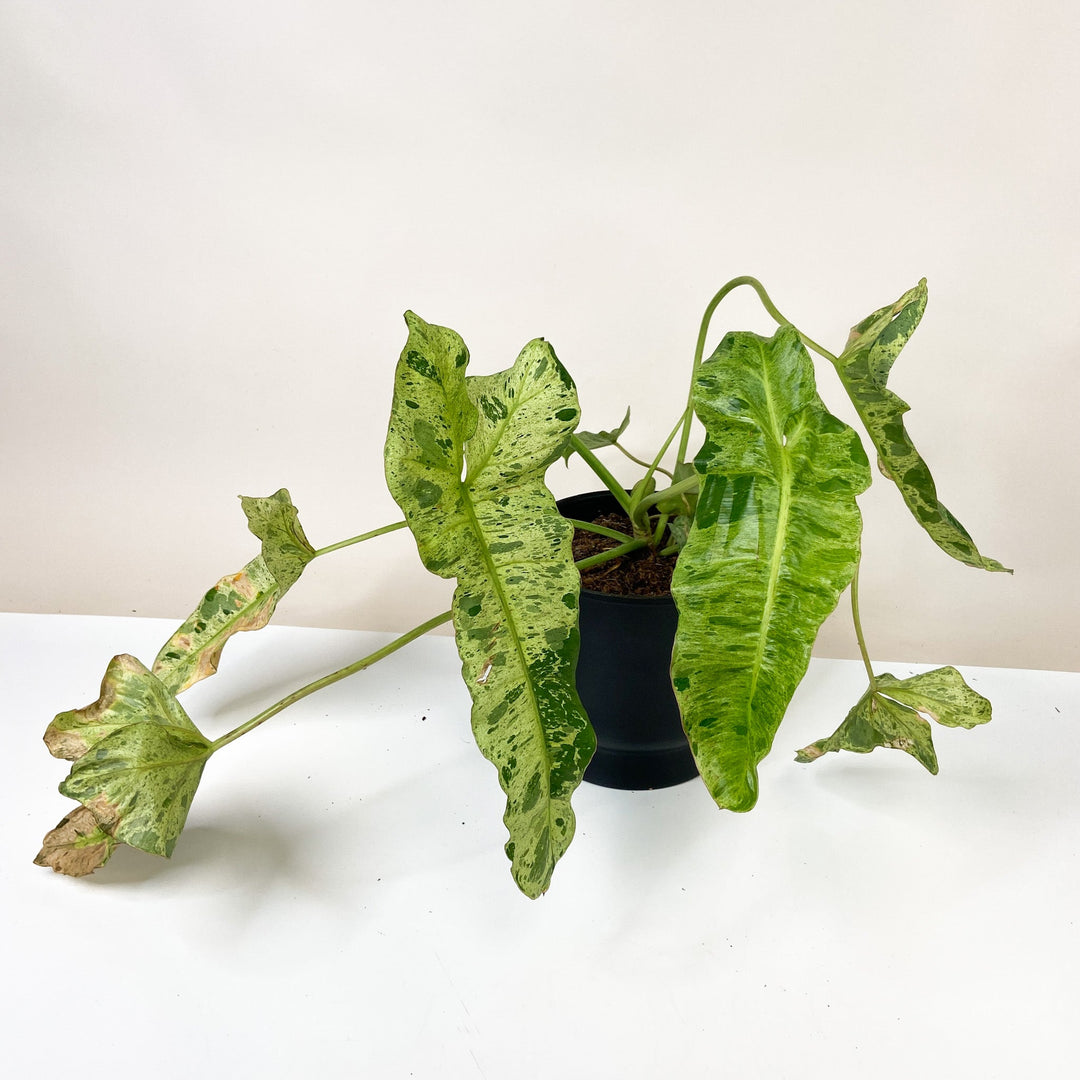 B-Ware Sale Foliage Dreams